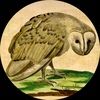 owllikeyou